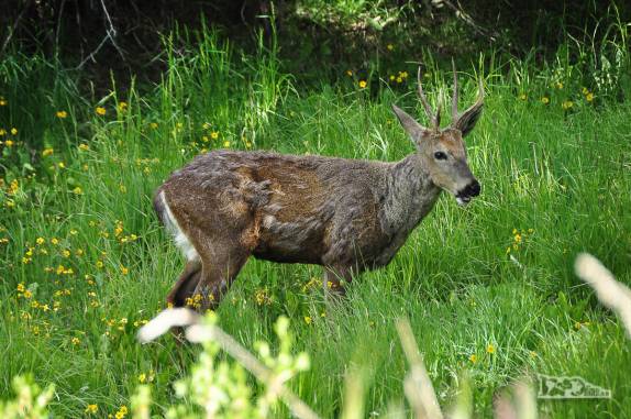 Na Carretera Austral, a caminho de Coyhaique, encontrando um solitário, tímido e arisco Huemul, no sul do Chile